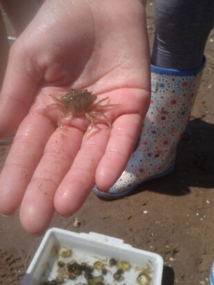 A baby crab