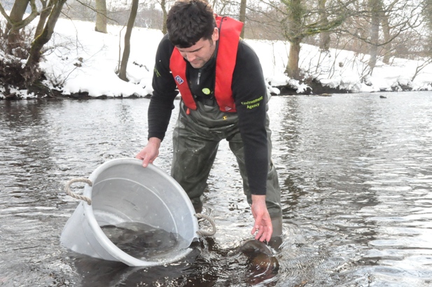 James Rabjohns, Fish Farm Technical Officer releasing adult Grayling back into a very cold River Derwent near Hathersage