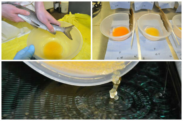 The eggs are stripped from the female fish, fertislised and then poured gently into trays.