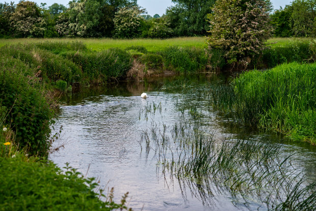 Houghton Trout Stream 