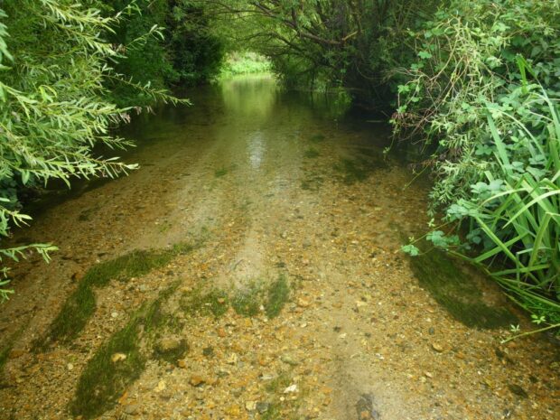 A chalk stream, Hertfordshire