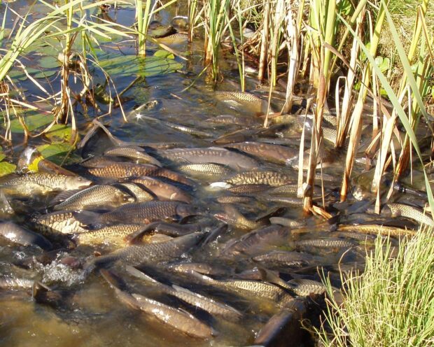 Reduced water levels show fish in distress