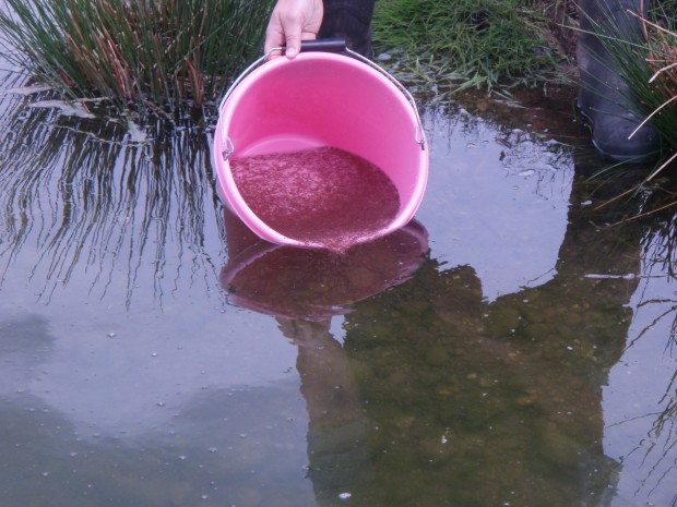 Bucket of young dace being transferred in to ponds