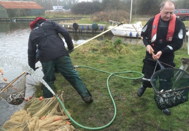 Capturing fish to move them to safer water