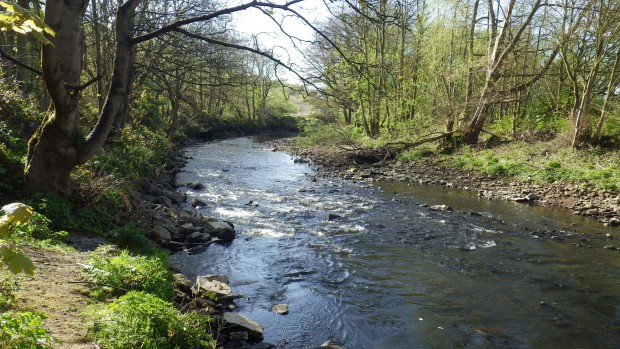 River Don Ward End weir upstream after removal