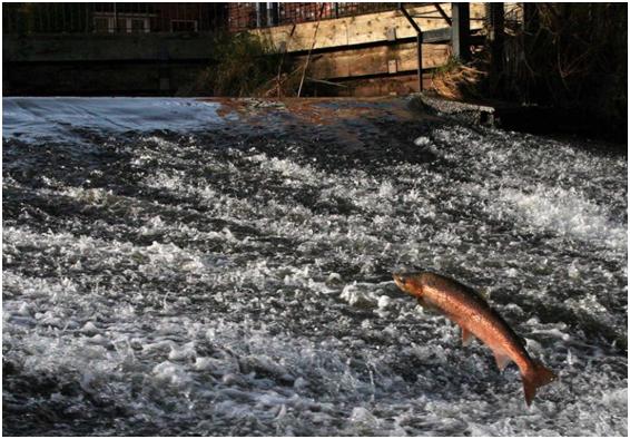 Salmon leaping at Heatley Weir