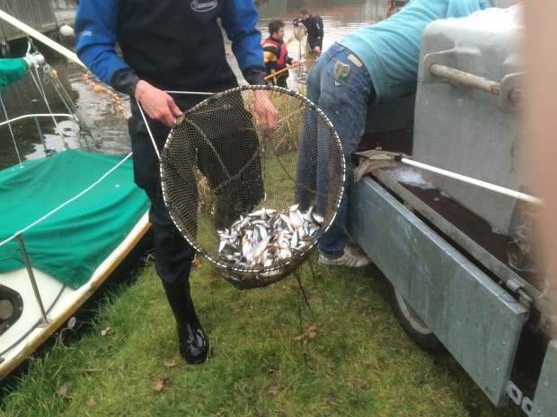 Fish being rescued by the team