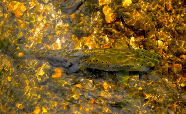 A jewel trout