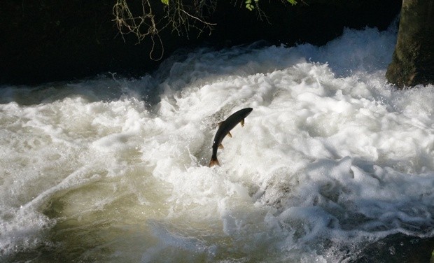 Leaping salmon