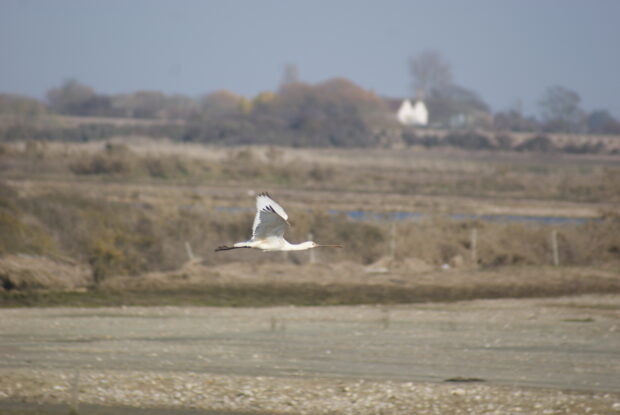 Spoonbill at Medmerry (Ivan Lang)