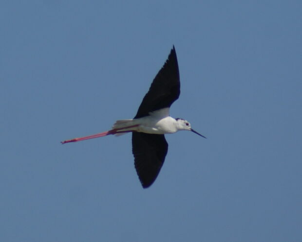 Black-winged stilt (Ivan Lang)