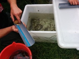 Salmon fry found in Whit Beck after being born in the newly restored river