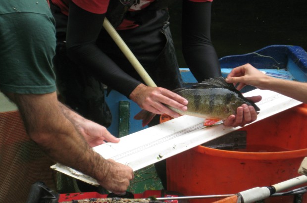 The Environment Monitoring team measuring fish