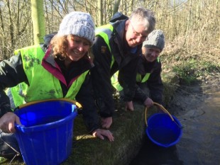 Restocking the rescued lamprey to a safe area