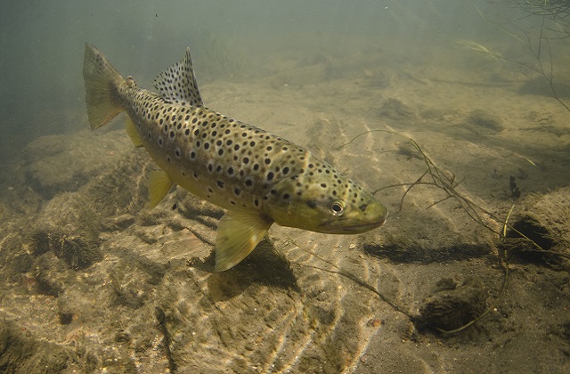 brown trout 3 (2)