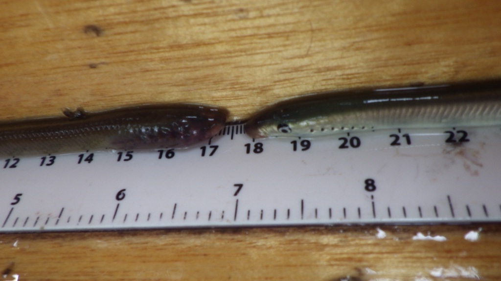 Juvenile ammocoete lamprey