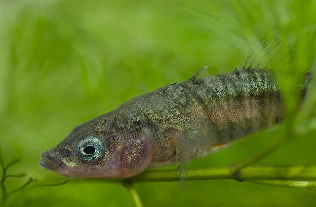 male stickleback (2)