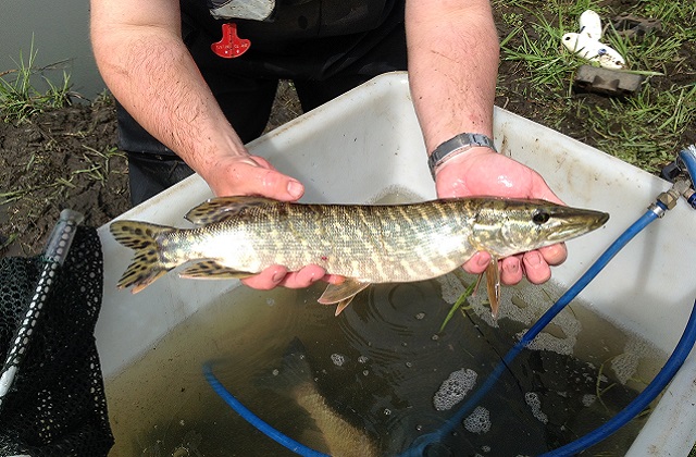 Andrew taking a pike out of the oxygenate tank to be measured