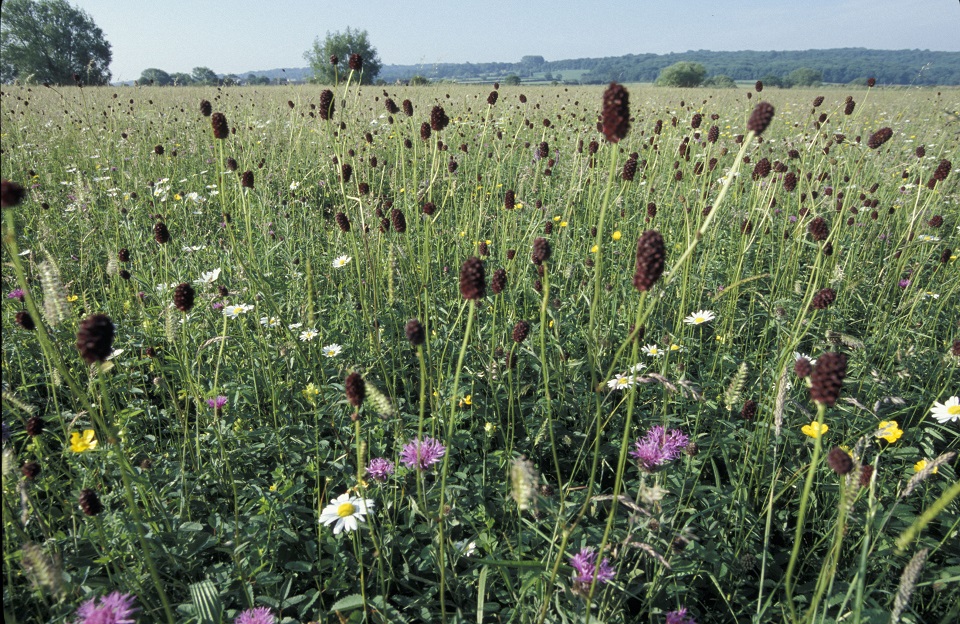 Species rich meadow