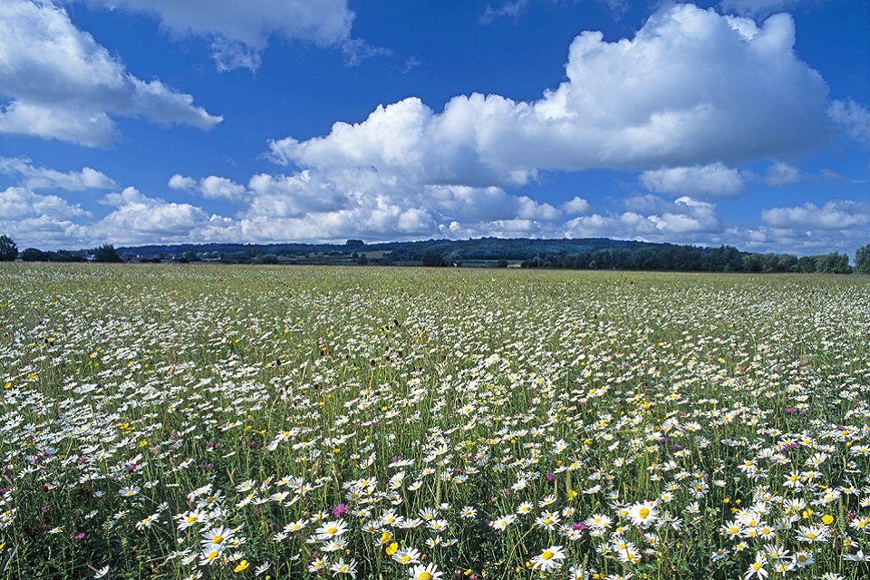 Yarnton meadow Oxfordshire species rich grassland and cumulus clouds