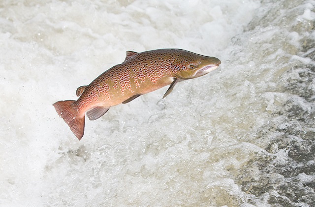 leaping-salmon-shrewsbury-weir-river-severn-jason-dale-4