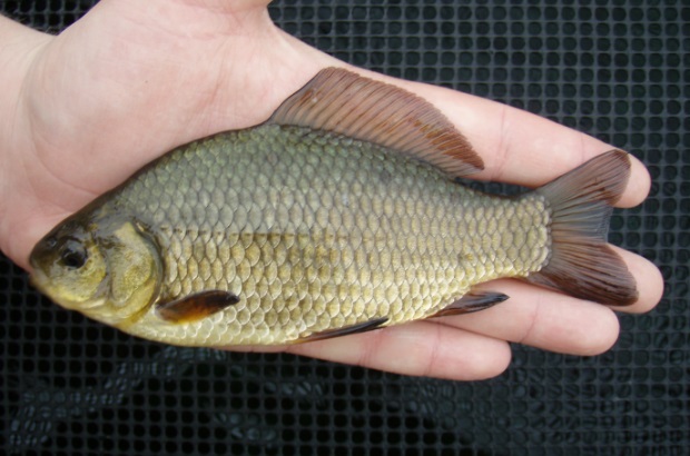 crucian_carp_crop