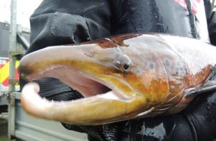 A male salmon in breeding condition. Photograph courtesy of Kielder Salmon Centre, Northumberland. 