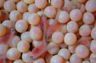 Salmon eggs and recently hatched fish. Photograph courtesy of Kielder Salmon Centre. 