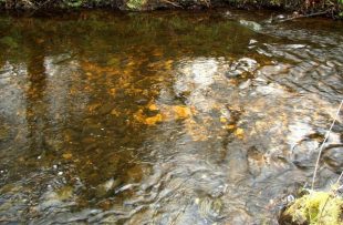 A typical salmon spawning area with the lighter area recently disturbed by fish (Redd). 