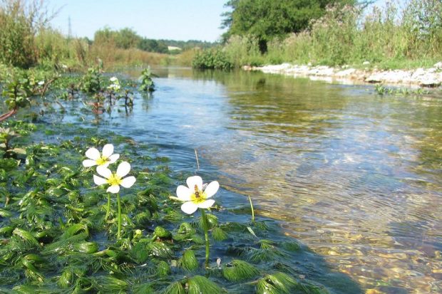 Celebrating our Chalk Streams on World Rivers Day - Creating a better place