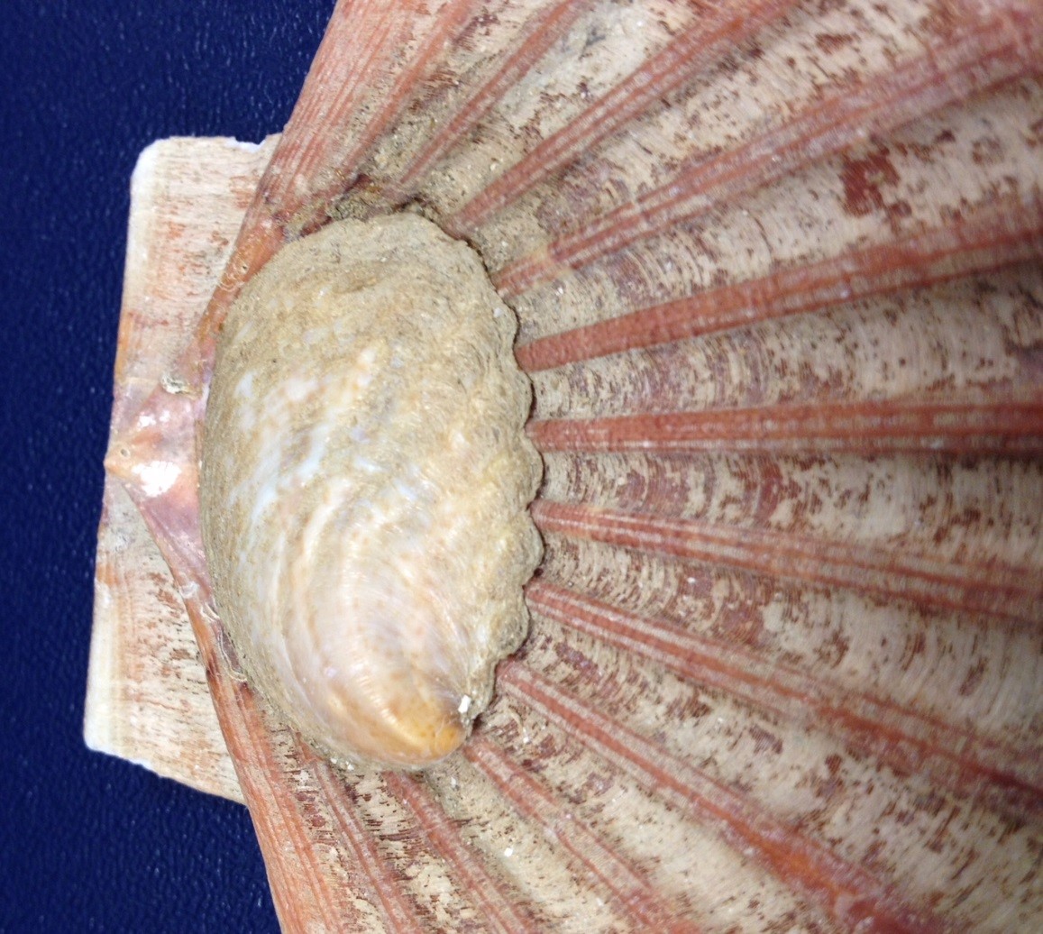 Native Scallops Invasive species week: coastline risks from invasive species and how we ...