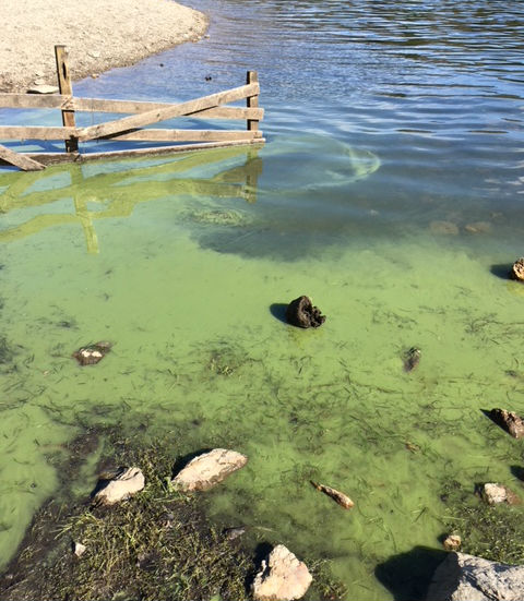 Blue Green algae in Derwentwater with shoreline in the foreground and a fence in the water in the background