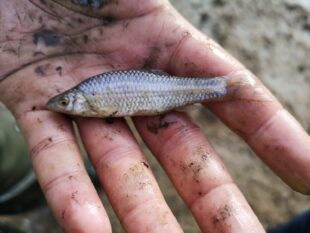 Close up of one Topmouth Gudgeon in the hand