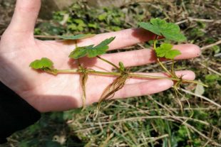 Close up of the Floating Pennywort plant on someone's hand 