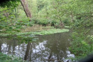 A clump of Floating Pennywort plants floating on water with trees in the background.