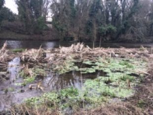 Clumps of the Floating Pennywort plant caught amongst reeds with water and trees in the background