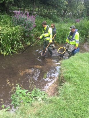 Three EA staff walking through a stream carrying nets, rescuing fish
