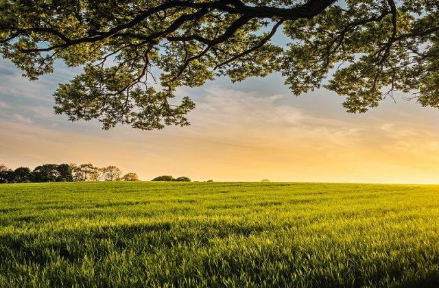 dawn over a field