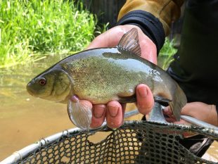 An image of a tench rescued from the River Lark near Bury, St Edmunds, Suffolk