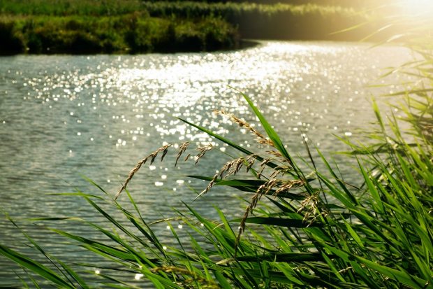 grassy bank in front of river