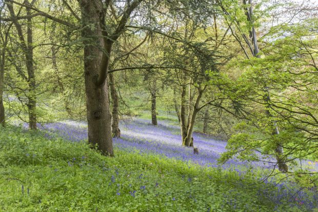 woodland with bluebells