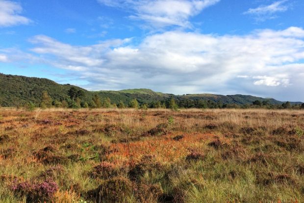 lowland bog under blue sky