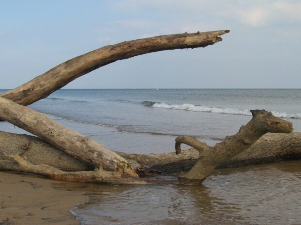 Fallen tree trunks on water’s edge at beach