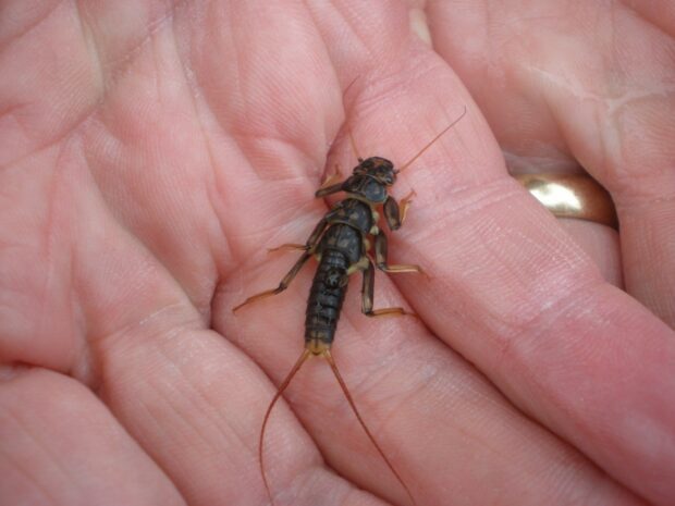 A stonefly larva sitting in the palm of a hand.
