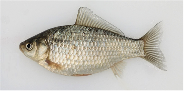 Prussian Carp