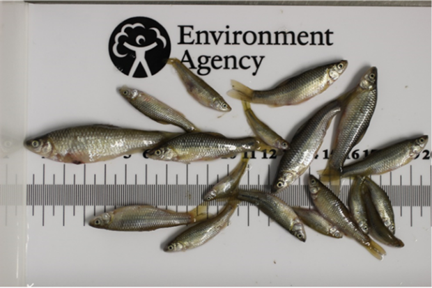 Managing the risk from non-native fish – Creating a better place