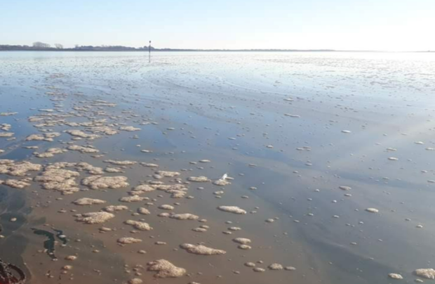 Scattered brown foam and a brown slick on the surface of water in the foreground with a treeline in the background