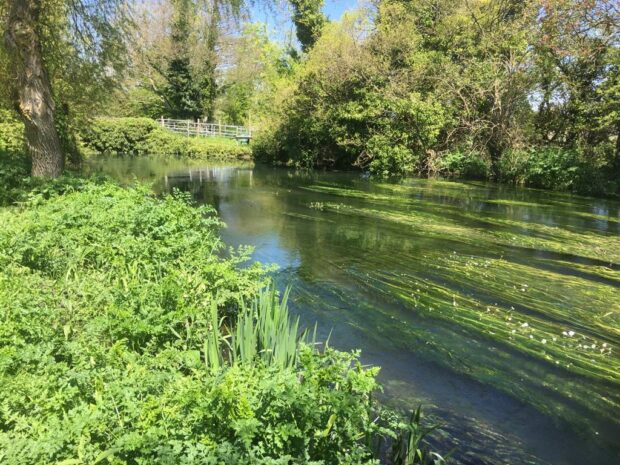 2.Beds of Ranunculus are good for maintaining water levels. 