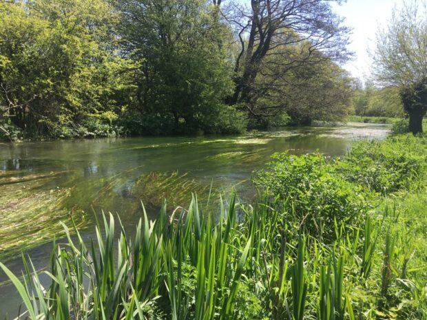 1. Ranunculus is a tough plant that grows on the bed of chalk streams. 