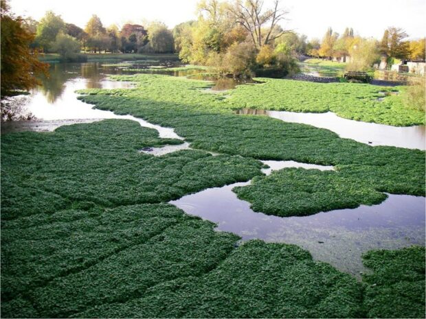 Pennywort